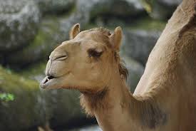 During the feud quest, players buy a camel from him. Camel Bites Man In Neck At Taipei Zoo Taiwan News 2018 10 02