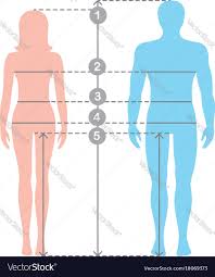 Human Body Measurements And Proportions