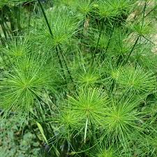 Image result for Cyperus fischerianus