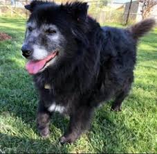Only guaranteed quality, healthy above you will find the latest chow chow puppies which we have for sale. View Ad Australian Shepherd Chow Chow Mix Dog For Adoption Near California Ventura Usa Adn 878171