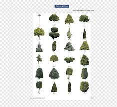 Douglas fir pine cones ( pseudotsuga menziesii ); Conifers Shrub Tree Pine Douglas Fir 2d Bird Grass Conifers Tree Png Pngwing