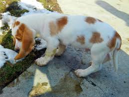 Black And White Basset Hound Puppy Our Lemon And White Basset Hound Gump Hound Puppies Basset Puppies Basset Hound