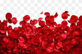 I had some plants that i wanted to have, but wasn't sure about heat tolerant on the plants. Petal Png Images Pngwing