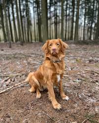 Image result for nova scotia duck tolling retrívr