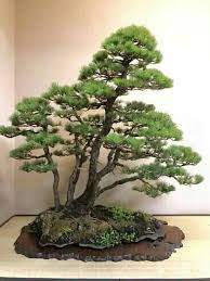 Nice Grove Of Pines On A Slab Bonsai Baum Bonsai Garten