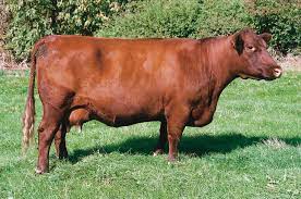 Eine übersicht der häufigsten rinderrassen in bayern. Praxis Agrar Ble Rinderrassen Vorgestellt Fleischrassen