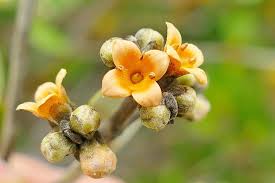 Image result for Avicennia marina