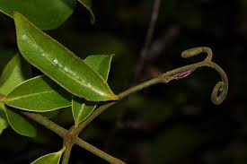 Image result for Strychnos lucens