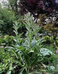 Image result for Cynara cardunculus