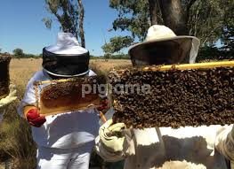 Swarms are generally a group of bees that cluster around an outdoor area, say near a tree branch or building. Full Service Bee Removal Safe Bees Control Services Free Quote In Ngong Pigiame