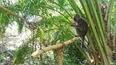 Hal ini agar buku tetap terjaga kebersihannya serta. Cara Mengusir Hama Monyet Dan Lutung Yang Menggangu Kebun Youtube