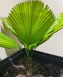 Image result for Licuala grandis