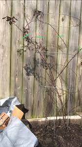 Maybe you would like to learn more about one of these? Should I Prune My Sweetie Pie Semi Erect Blackberry I M In Zone 8b Texas The Cage Is About 3ft Tall Green Lines Is Where I Think I Should Cut Horticulture
