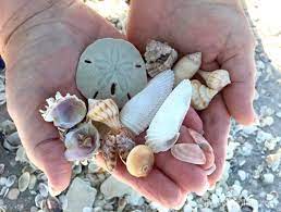 Maybe you would like to learn more about one of these? How To Clean Seashells Anna Maria Island Insider Tips Island Real Estate Blog