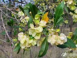 Image result for Dodonaea viscosa