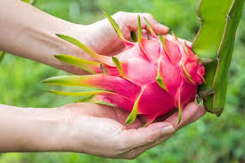 Dragon fruit is among the most nutritious and wonderful exotic fruits. 9greenbox Dragon Fruit Plant 3 Pot Live Plant Ornament Decor For Home Kitchen Office Table Desk Attracts Zen Luck Good Fortune Non Gmo Grown In The Usa Buy Online