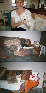 Affordable pet sitting near me. Cat Boarding Dog Walking Services Dog Walking Services Dogs Dog Boarding Near Me