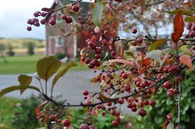 While all crabapples are edible, fruit of many ornamental crabapples are not palatable without first cooking and sweetening the fruit. Fruit On A Crabapple Do Crabapple Trees Produce Fruit Dummer Garden Manage Gfinger Is The Best Garden Manage App