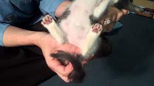 And calico (white, black, and orange) are mostly female. How To Determine The Gender Of Your Kitten Youtube