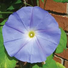 Image result for Ipomoea vernalis