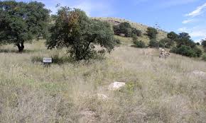 Image result for Diheteropogon filifolius