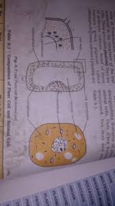 Plastids, such as chloroplasts, assist in storing and harvesting needed substances for the plant. Could Yu Give A Well Labelled Diagram Of Plant Cell Animal Cell And Mitochondria Brainly In