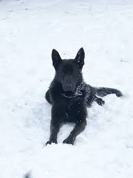 Black German Shepherd Black German Shepherd Black Shepherd Black German Shepherd Dog