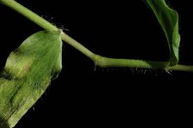 Image result for Pseudechinolaena polystachya