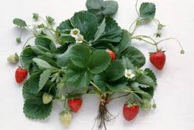 How To Recognize Strawberry Plants Home Guides Sf Gate