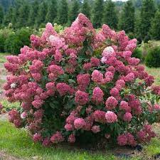 Fire Light Hydrangea In 2021 Fire Light Hydrangea Panicle Hydrangea Hydrangea Shrub