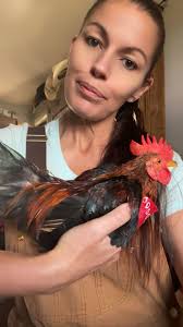 Looking for any free or cheap farm animals in the Cleveland County area of  North Carolina.