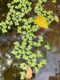 Image result for Lemna