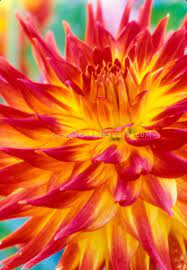 Semi Cactus Dahlia Firebird In Firey Red Orange And Yellow Flower Close Up Of Petals Flower Stock Photography Flower Close Up Plants