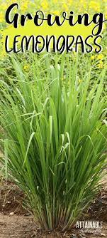 Growing Lemongrass In Your Garden Grow Lemongrass Lemon Grass Planting Herbs