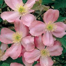 There is a wide variety of options as clematis come in many colors, flower sizes, and shapes. Clematis Odorata The Best Clematis For Fragrance Lovers Masses Of 2 Rosy Pink Flowers Give Off A Rich Vanilla Scent Zones 6 9 Clematis Plants Clematis