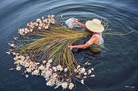 Quotes With Lotuses And Man On The Water Phuphaman Chaiyaphum Thailand