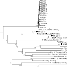 Kata pertama dalam tiap pernyataan dalam 1 kuplet harus identik, contoh: Phylogenetic Tree Of The Deduced Amino Acid Sequences Of Musa Rgas And Download Scientific Diagram