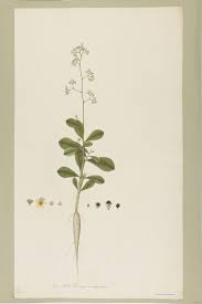 Image result for Talinum portulacifolium