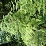 Image result for Athyrium schimperi