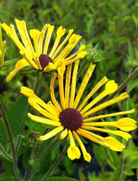 Rudbeckia Subtomentosa Henry Eilers Perennials Garden Inspiration Plants