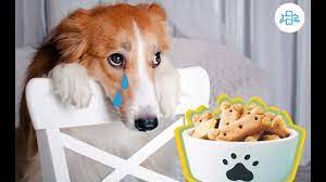 Mi Perro No Quiere Comer Vomita Y Esta Triste Que Hago Youtube