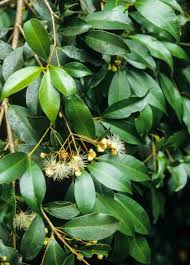 Image result for Syzygium
