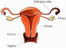 However a small minority of women have reported the following symptoms during hyperovulation: Ovaries You And Your Hormones From The Society For Endocrinology