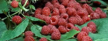Read now on gardener's path to learn how to control these pests. Growing Raspberries In The Home Garden Umn Extension