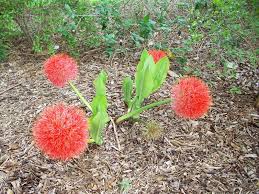 Image result for Scadoxus