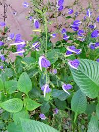 Image result for Brillantaisia oligantha