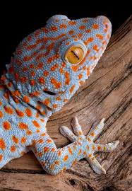 Pin By Christina Morrison On Animals In 2020 Cute Lizard Cute Reptiles Reptiles