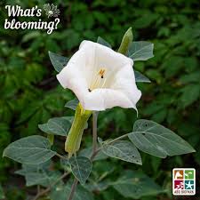 Image result for Datura