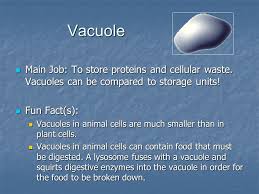 Check spelling or type a new query. What Are Some Facts About Animal Cells