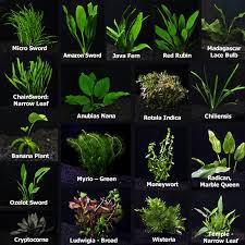 Aquatic Plants For Freshwater Aquariums Aquarium Plant Pack